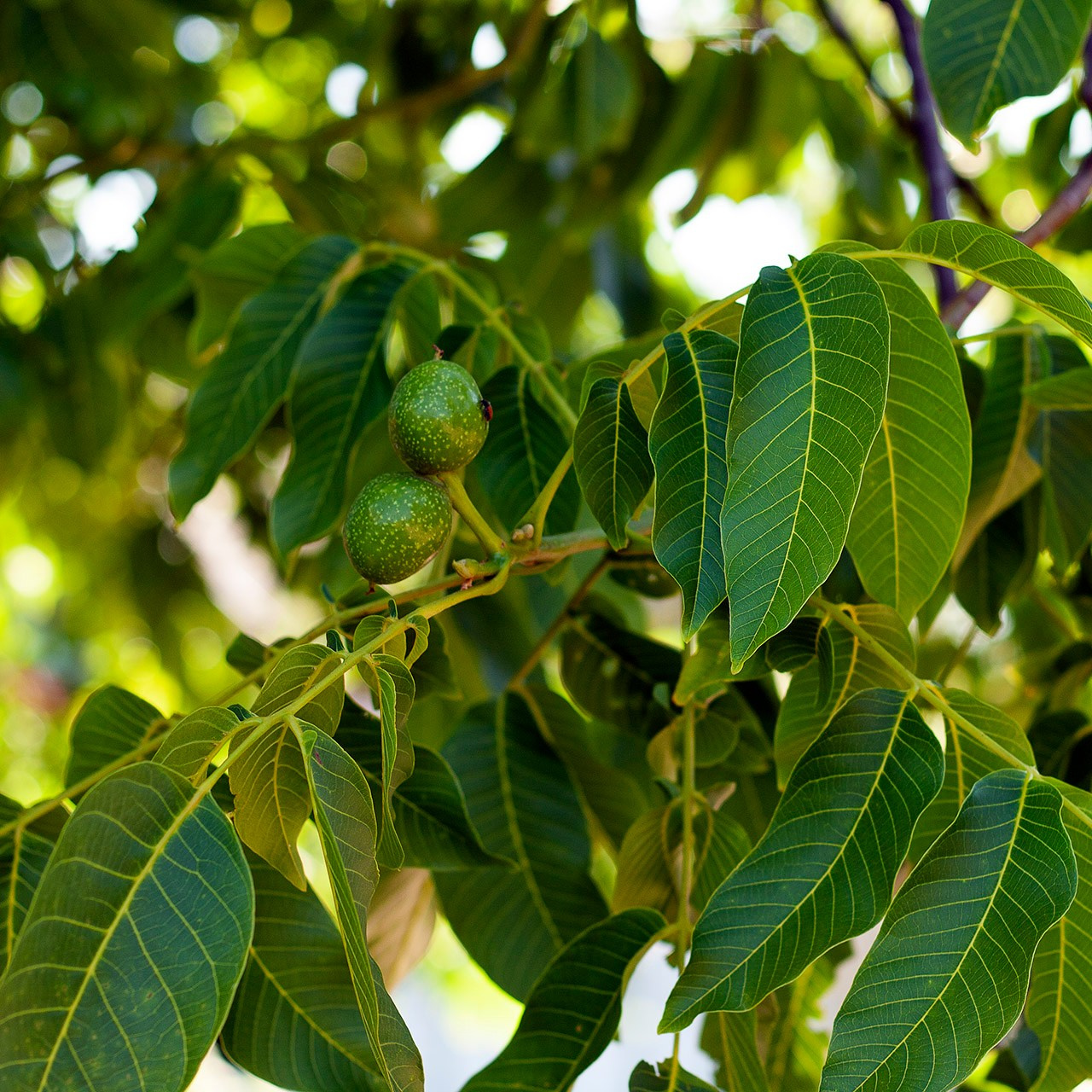 Деревья. Природа севера