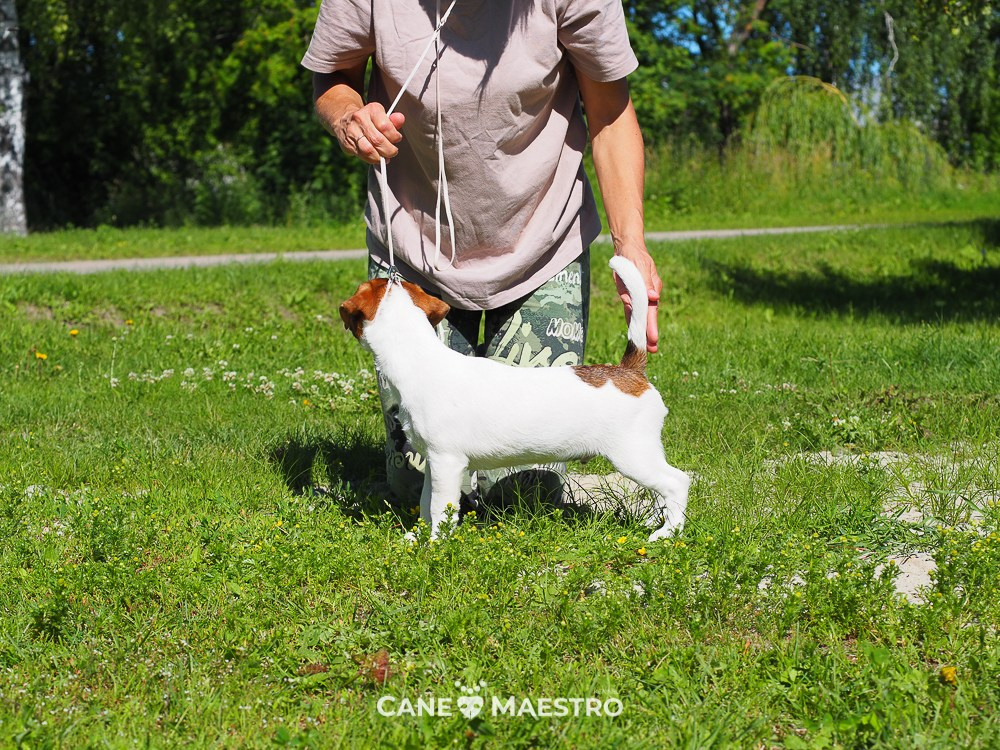 Мальчик 1 галерея. CANE MAESTRO — kennel Jack Russell Terrier