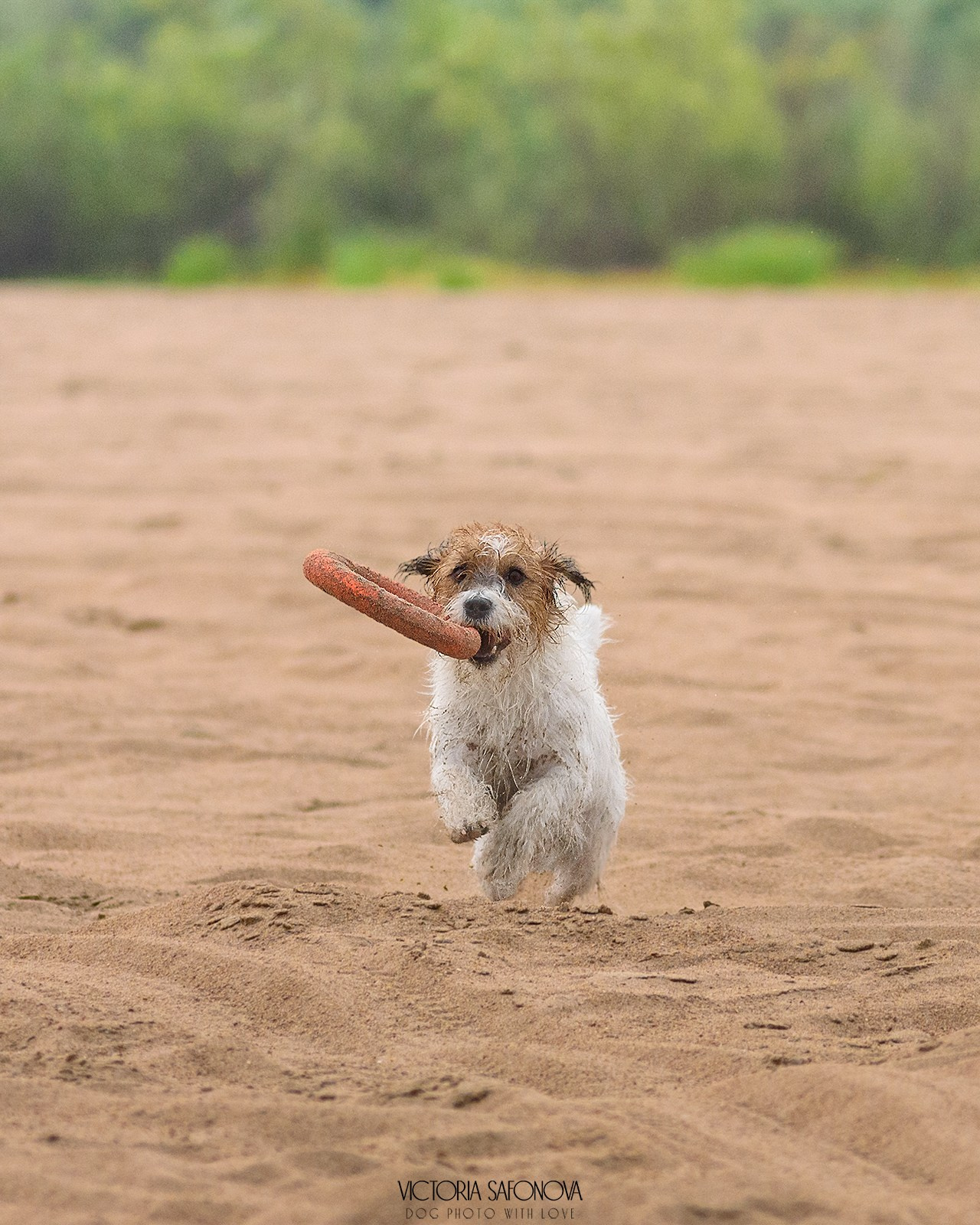 Перчик и Рома 14.07.2024. Фотограф анималист Благовещенск. Сафонова Виктория