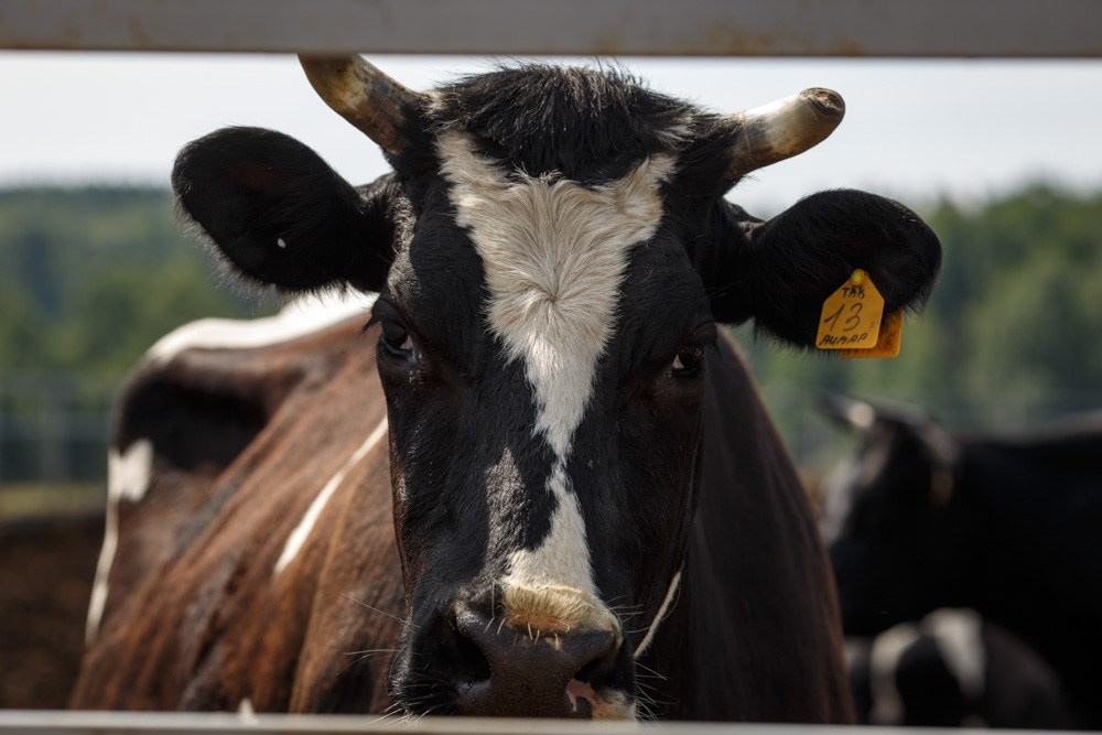 Актанышский район. Промышленный фотограф | Бизнес-фотосессии | Казань и РФ