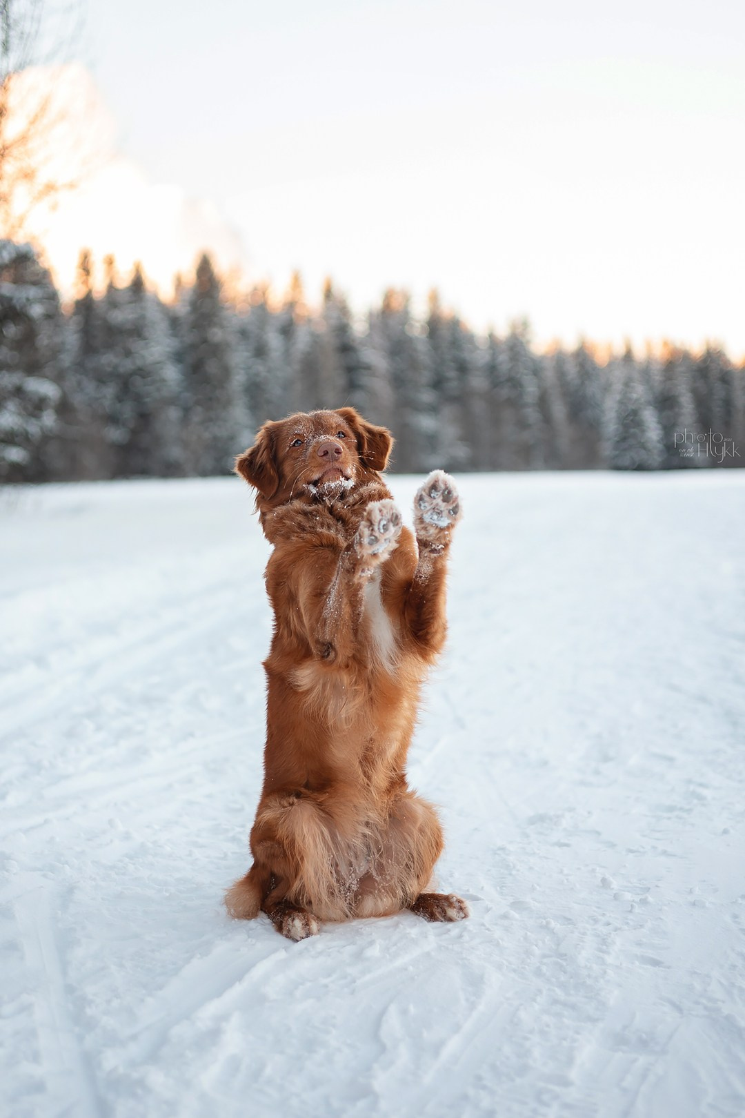 Толлер Эста. Htykk_photo