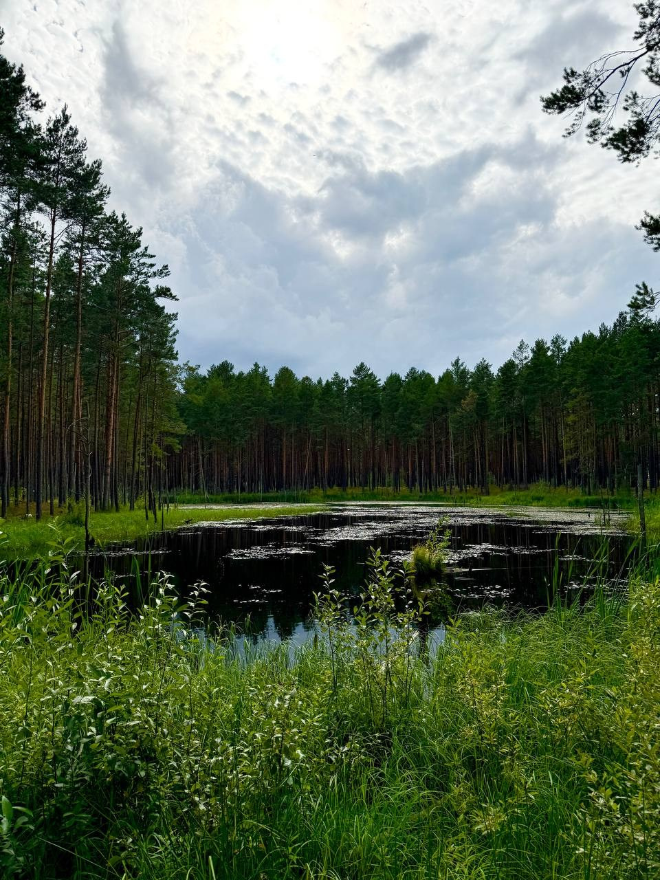 Территория. Добро пожаловать в Кемпинг — уникальное место для отдыха на лоне природы!