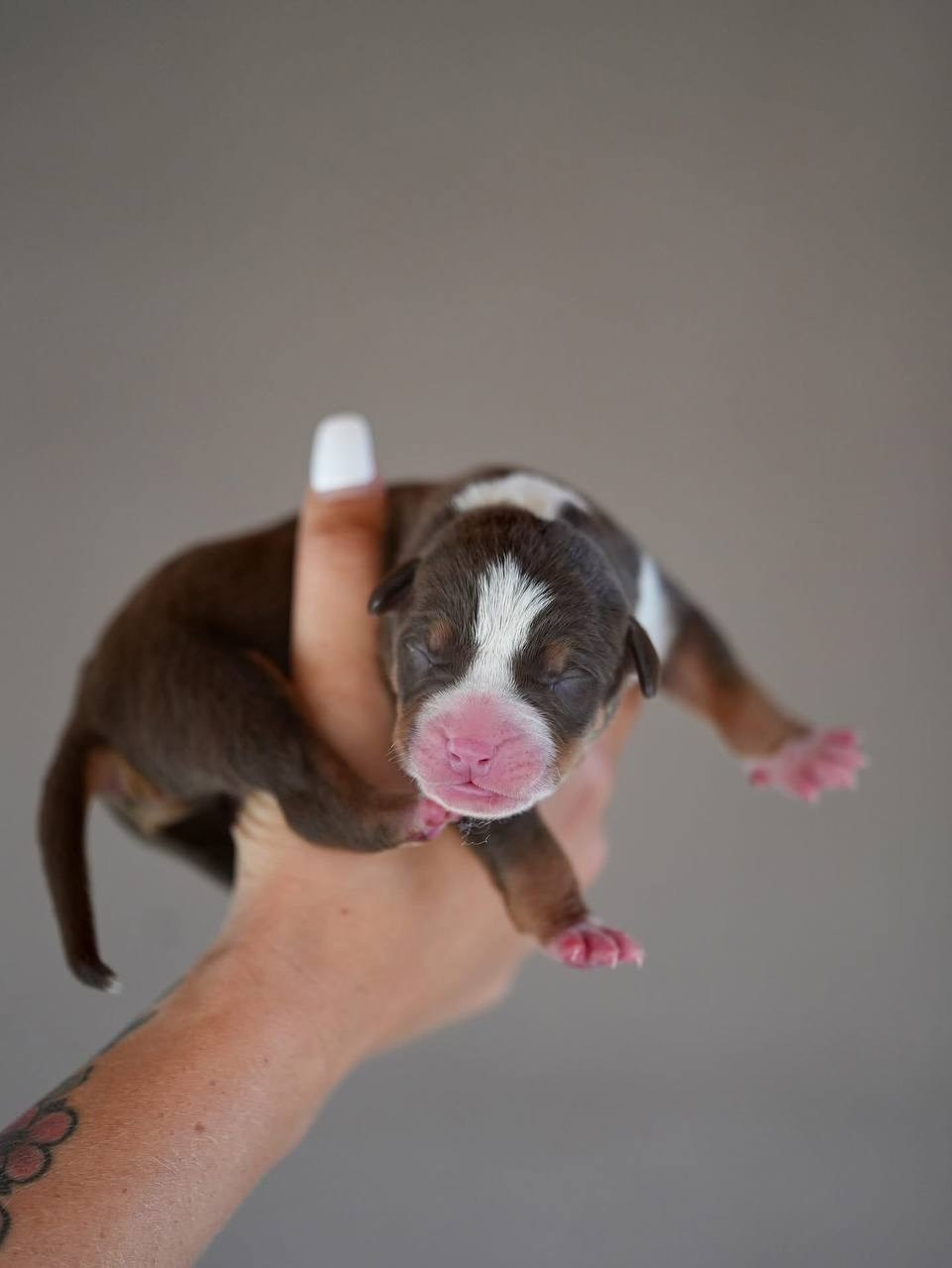 Mako’s GRANDBAR. Американские булли XL в г. Калининград. Питомник Great Bully UNIVERSE