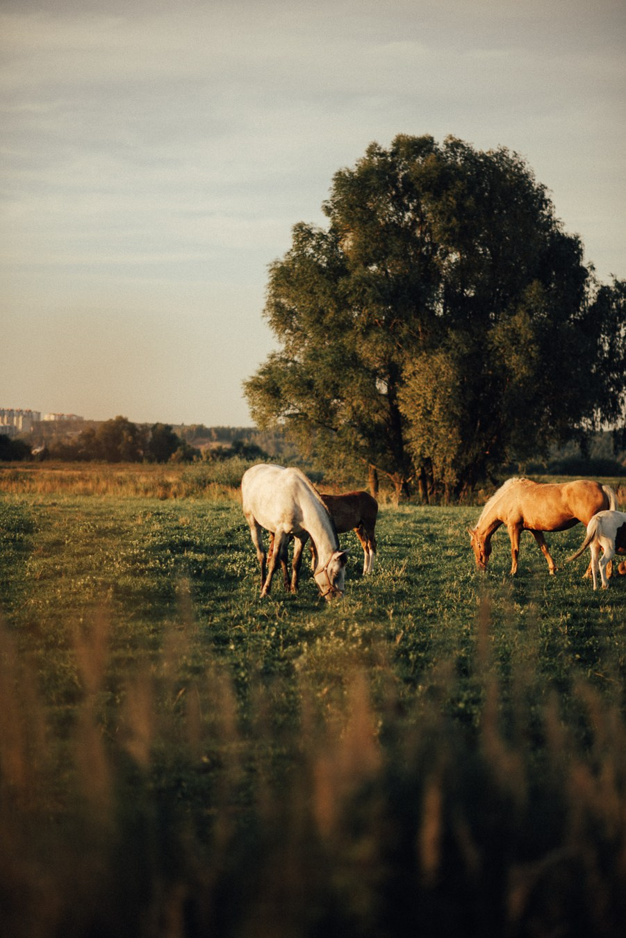 Саша, Настя, Арсений | на природе