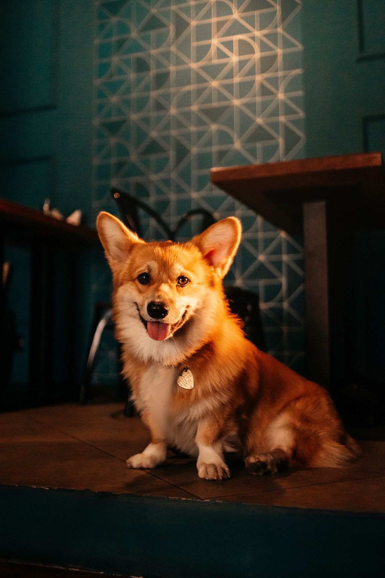 Ксения и Бадди. Фотограф-анималист Елена Радченко, Москва