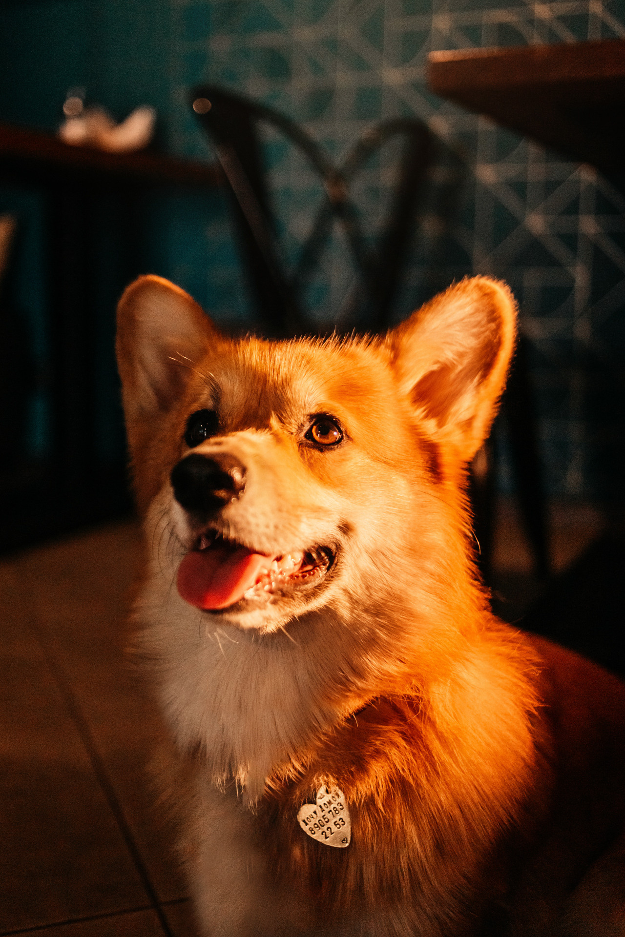 Ксения и Бадди. Фотограф-анималист Елена Радченко, Москва