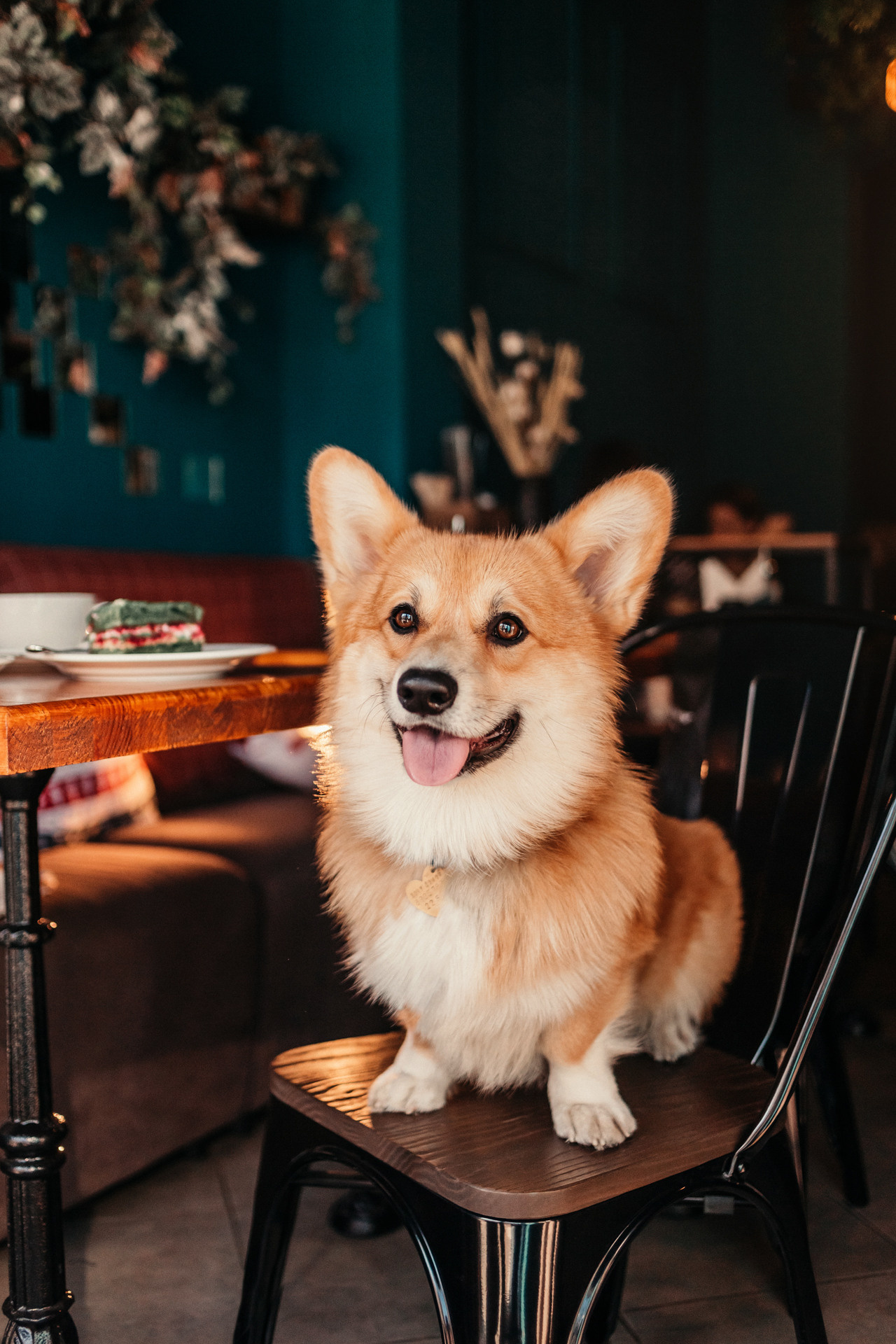 Ксения и Бадди. Фотограф-анималист Елена Радченко, Москва