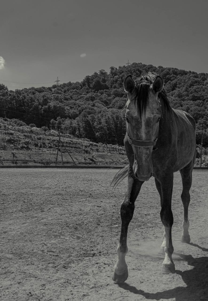 Фотосессия на конюшне в Сочи. Портфолио фотографа Анастасии Блохиной