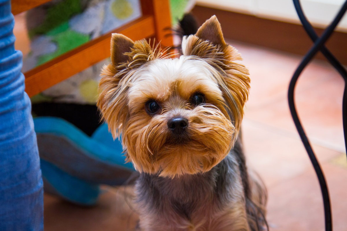 Гости. Свадебный фотограф в Москве и Московской области — Олег Лужецкий