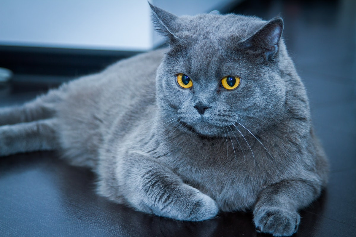 Гости. Свадебный фотограф в Москве и Московской области — Олег Лужецкий