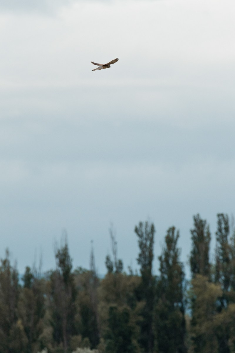 Птицы. Photomantis