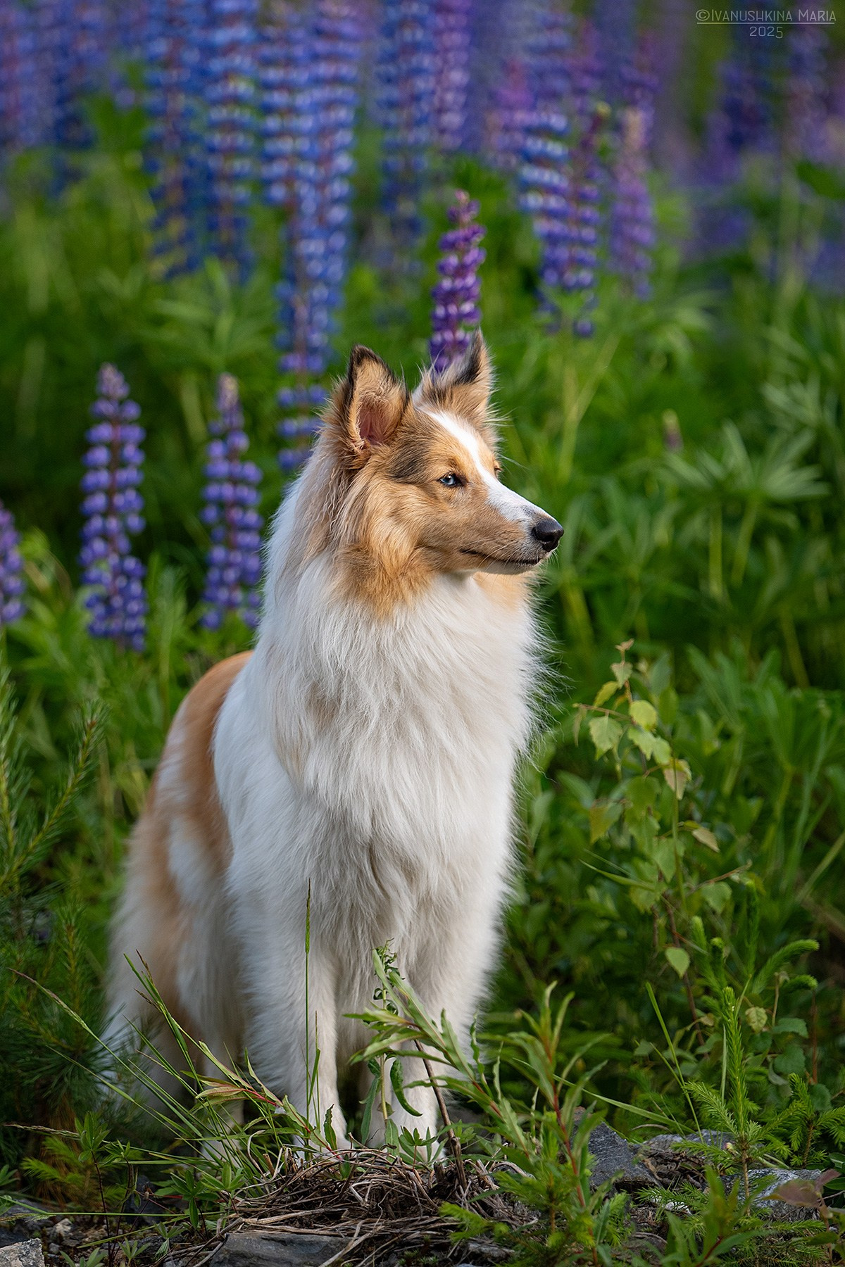 Фотограф-анималист. Фотограф собак в Москве и Московской области Иванушкина Мария