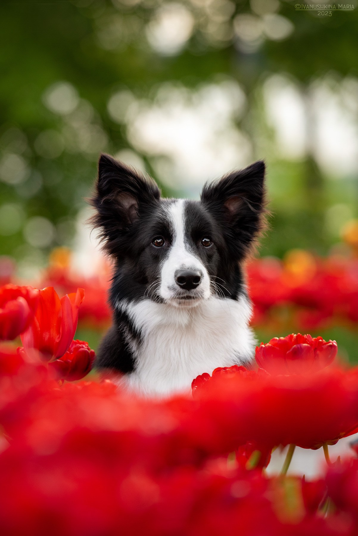 Фотограф-анималист. Фотограф собак в Москве и Московской области Иванушкина Мария