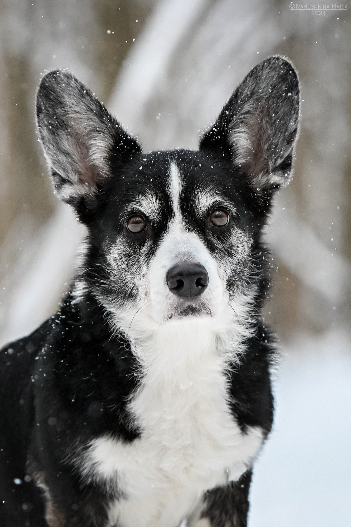 Фотограф-анималист. Фотограф собак в Москве и Московской области Иванушкина Мария