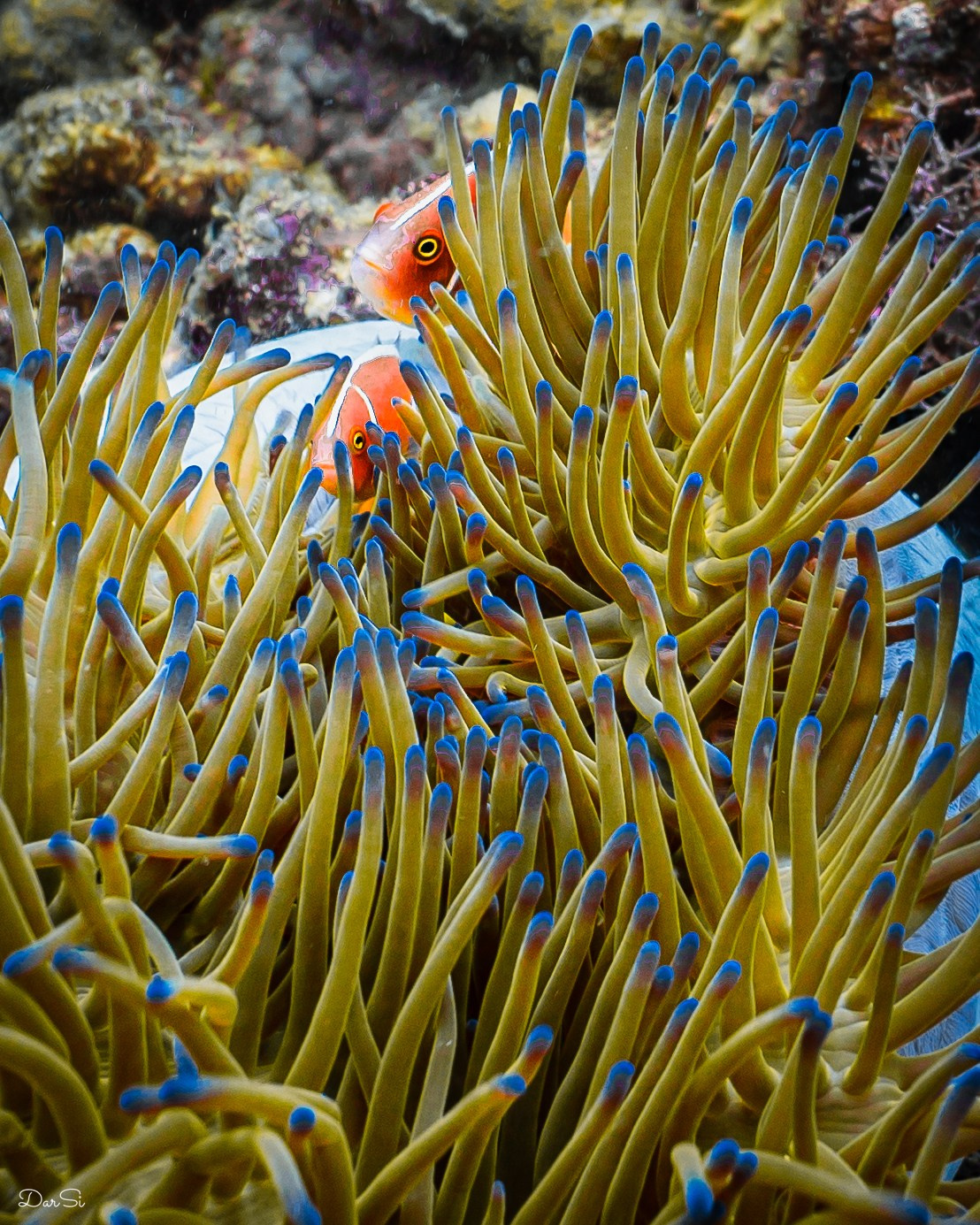 Подводный мир. Подводный фотограф на Филиппинах Синицина Дарья
