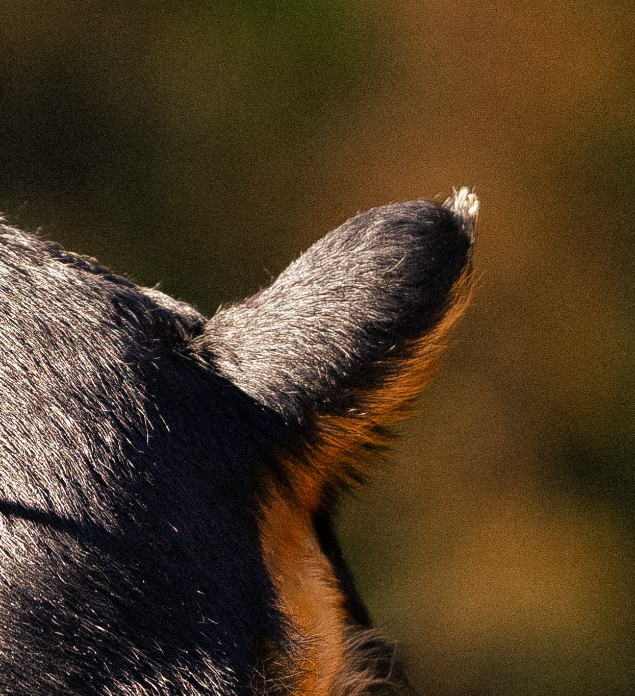 Катя, Леша, Лея и Трой. Фотограф и видеограф анималист Аганина Дарья