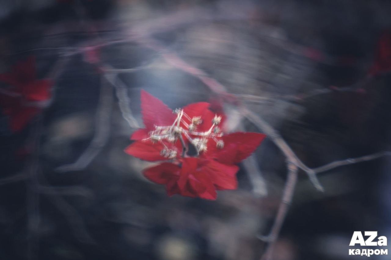 AZакадром «В поисках красного». Женский семейный фотограф Тула Москва Захарова Анна