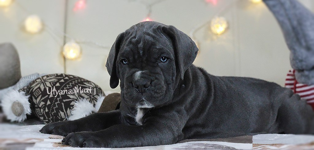 Анонсы пометов. Кане Корсо Лайф, щенки породы Кане Корсо, г. Москва