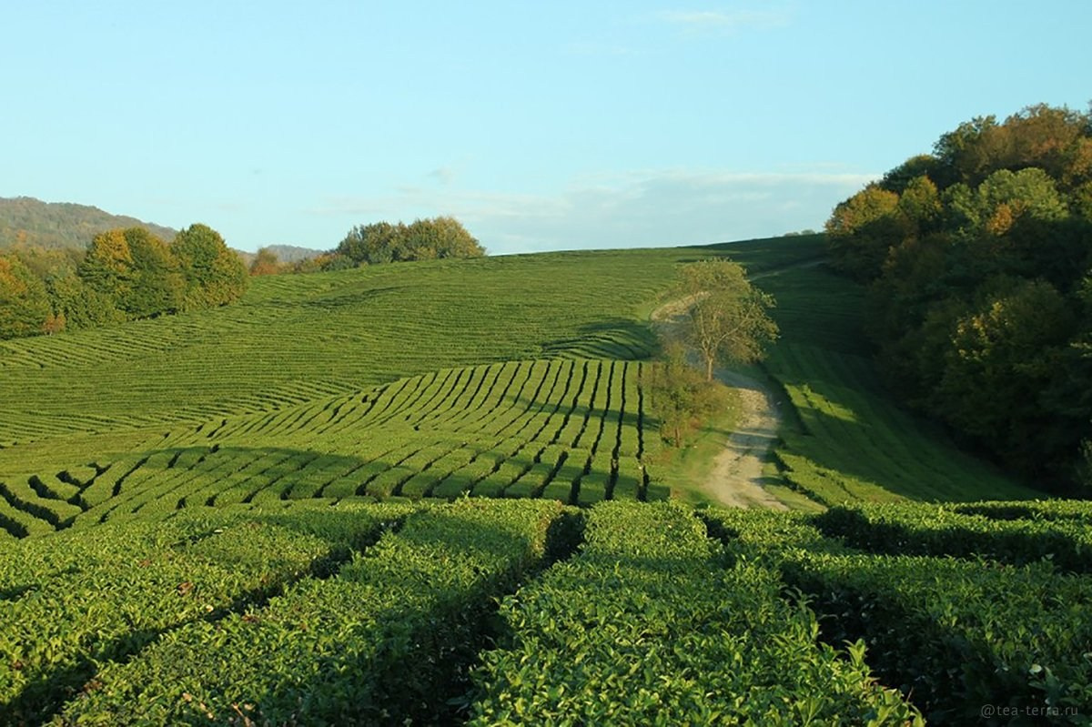 КРАСИВЫЕ МЕСТА В СОЧИ. Свадебный и семейный фотограф/видеограф в Краснодаре Наталья Осинская