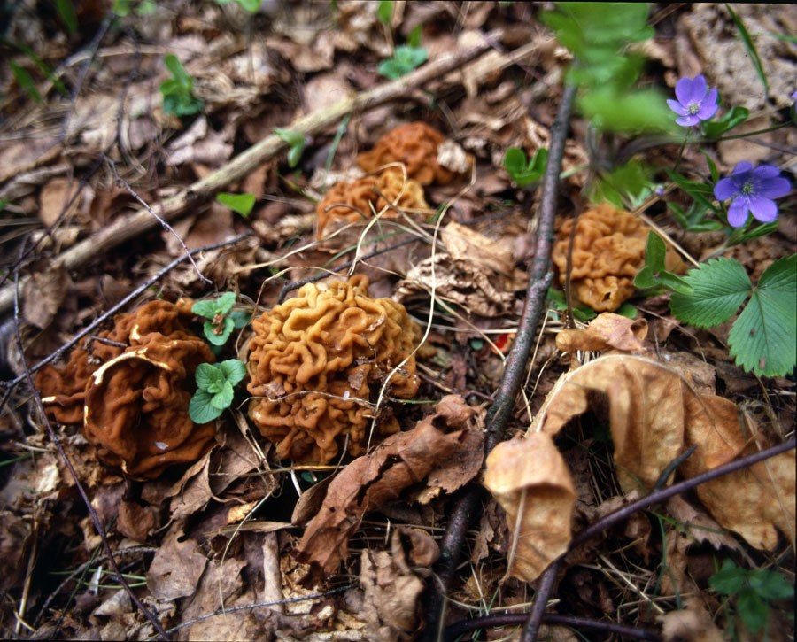 Весна. ВАДИМ ГИППЕНРЕЙТЕР — ВЕЛИКИЙ ФОТОГРАФ ЗЕМЛИ РУССКОЙ