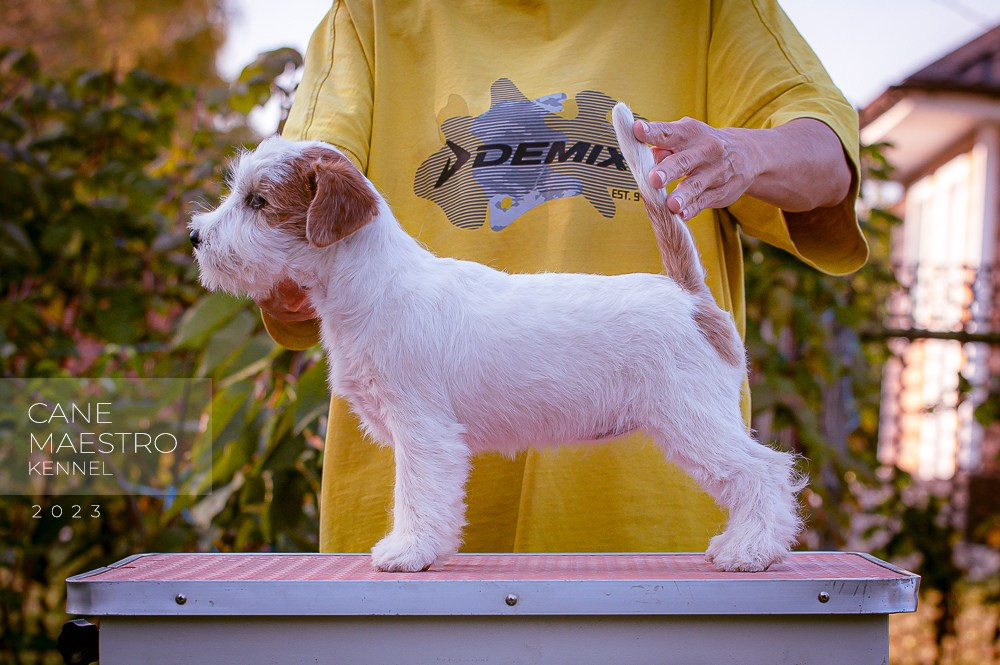 Щенок Джек-рассел-терьер. Девочка б/рыж. КАНЕ МАЭСТРО СЕРЕБРО. #4. КАНЕ МАЭСТРО — питомник Джек рассел терьеров