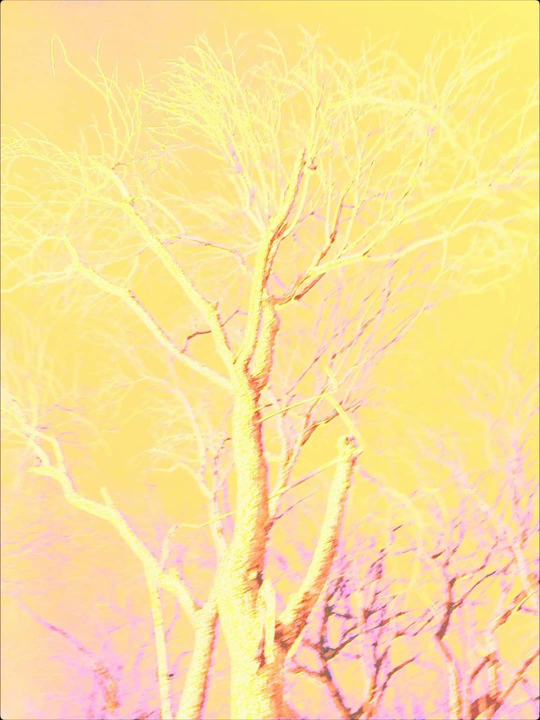 Malamoonki. Катерина Малама арт-фотограф