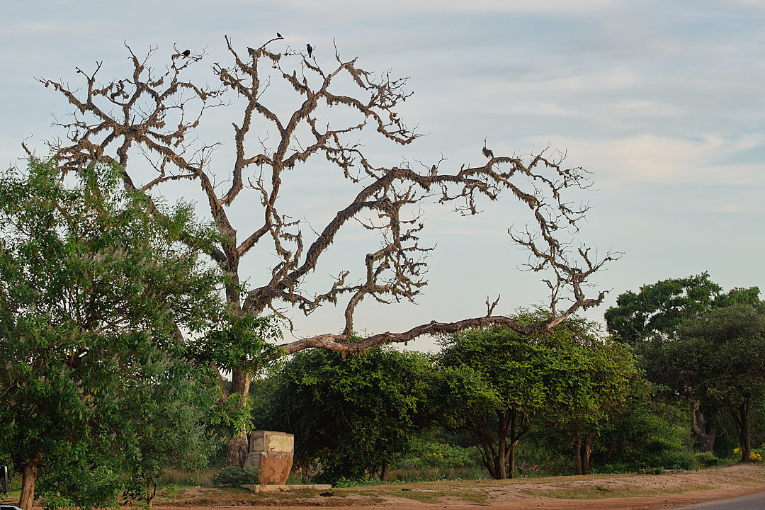 Yala National Reserve. Photographer Sonkina Tatiana (Tanya Ash)
