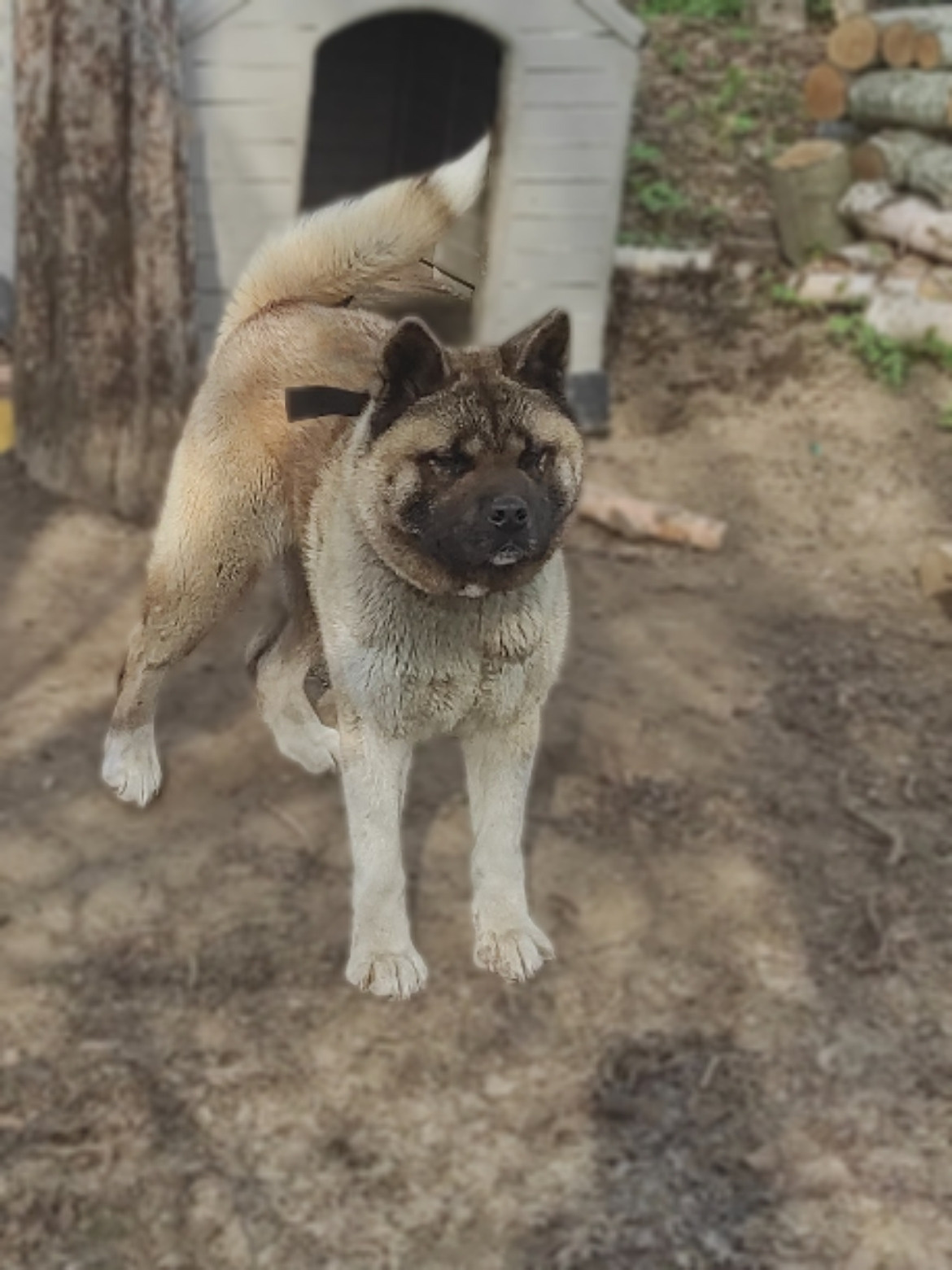 RUBYLIGHT MONICA * Моника , Американская акита Санкт-Петербург, питомник RUBYLIGHT