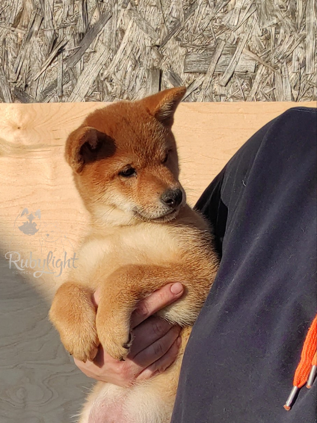 сиба питомник Рубилайт щенки на продажу rubylight  сиба щенки купить