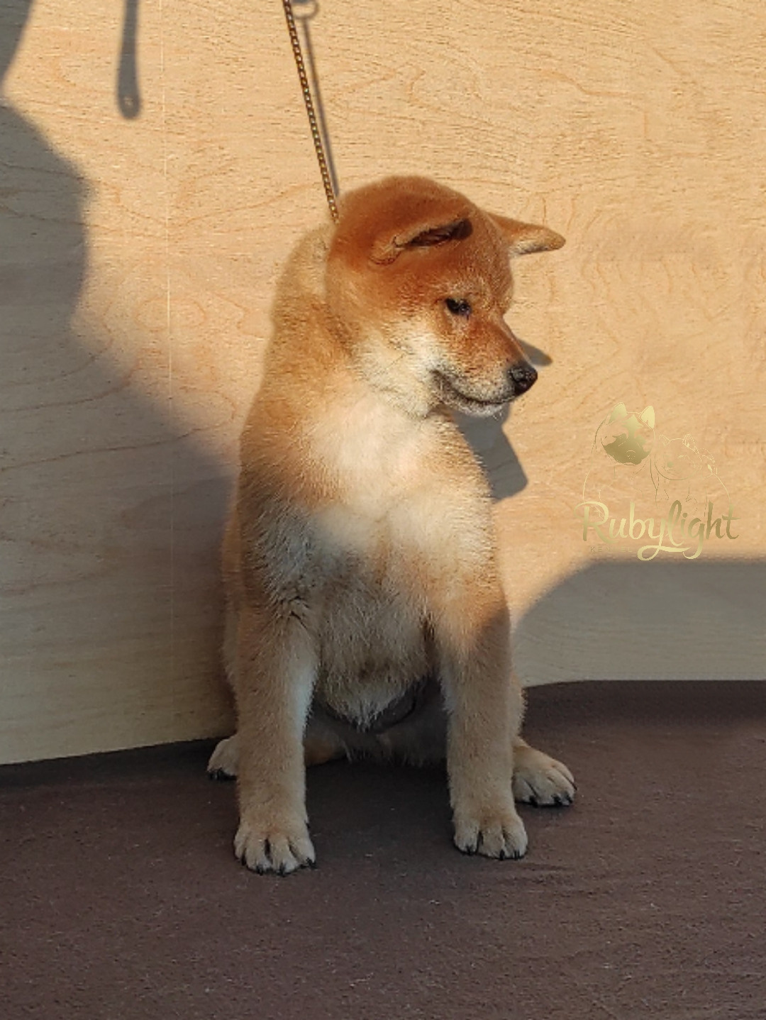 сиба питомник Рубилайт щенки на продажу rubylight  сиба щенки купить