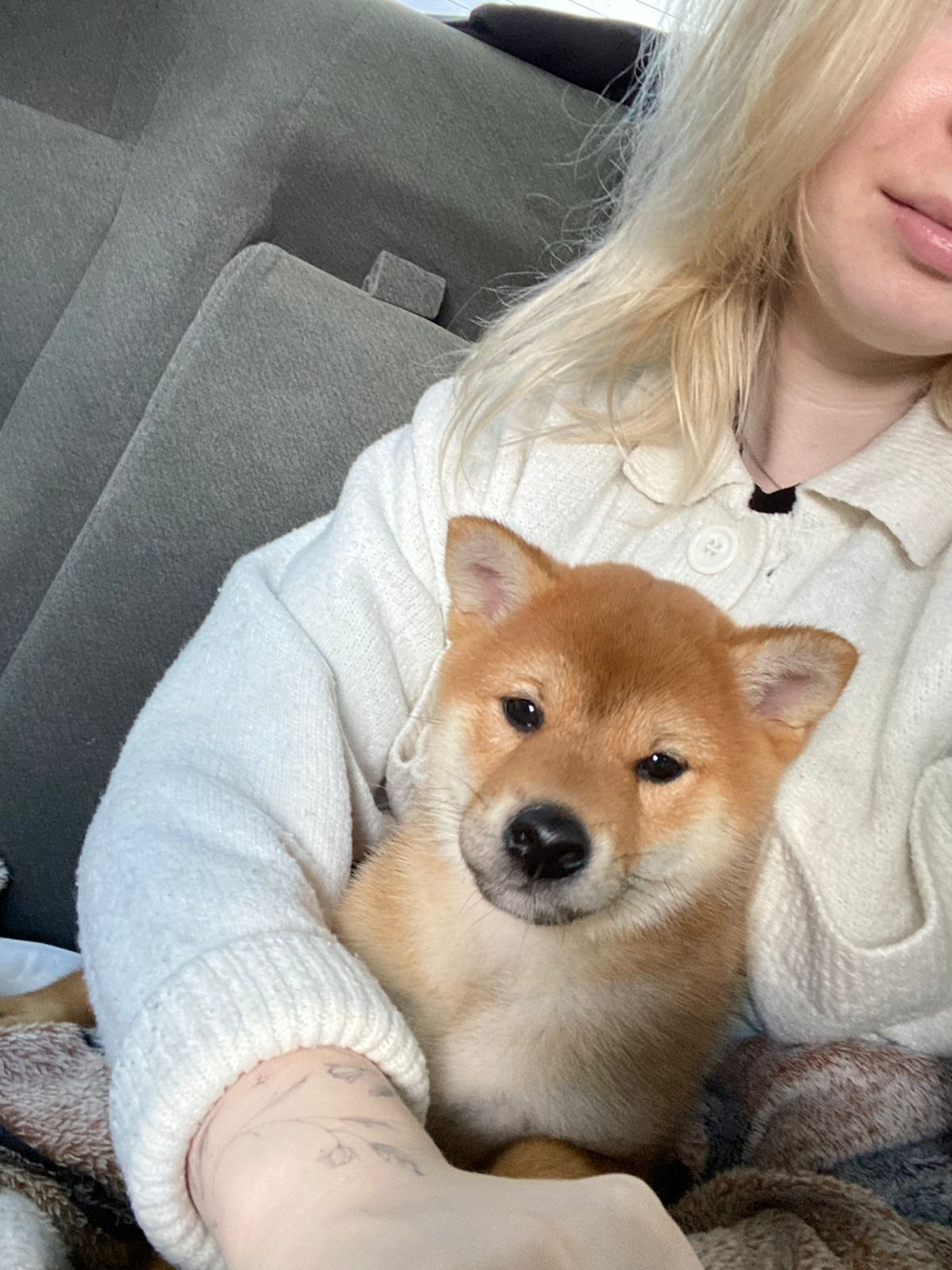 сиба питомник Рубилайт щенки на продажу rubylight  сиба щенки купить