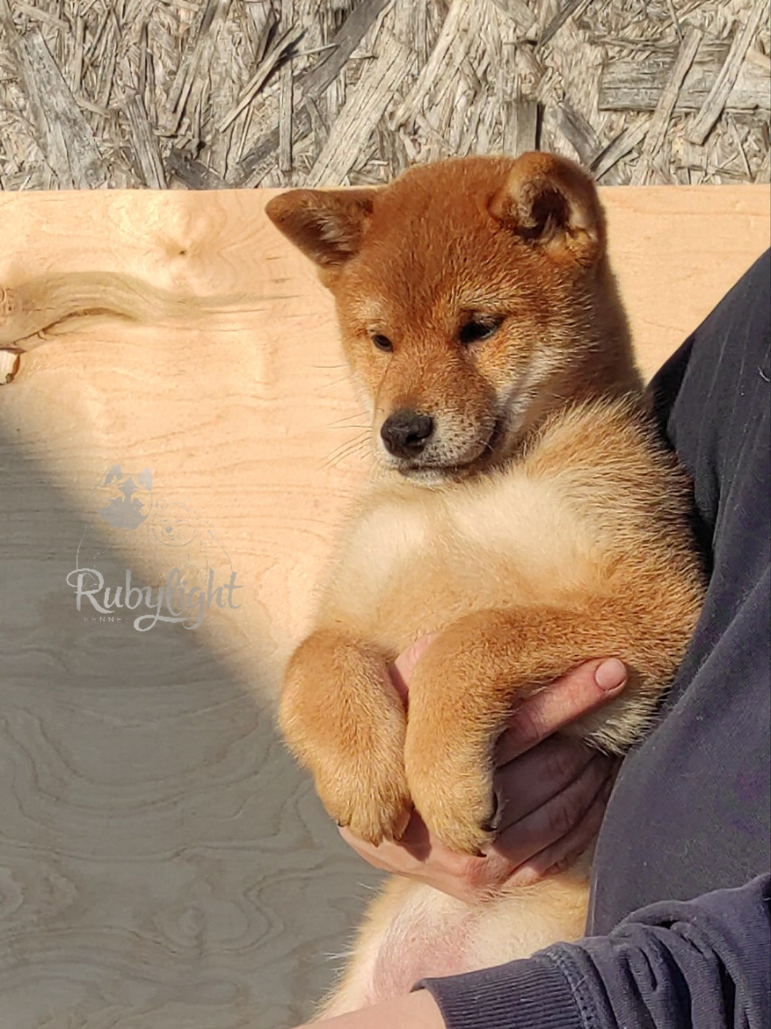 сиба питомник Рубилайт щенки на продажу rubylight  сиба щенки купить