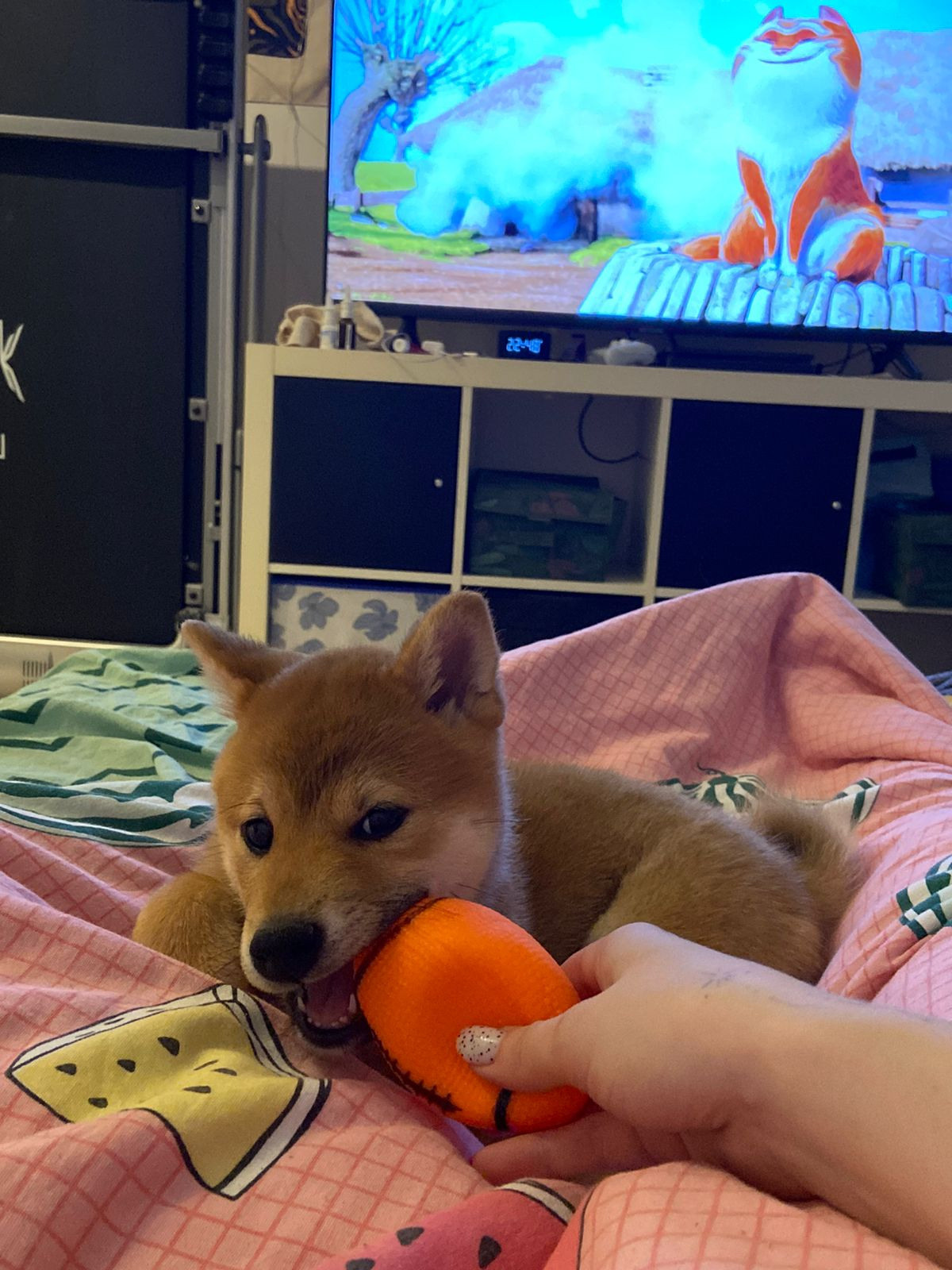 сиба питомник Рубилайт щенки на продажу rubylight  сиба щенки купить