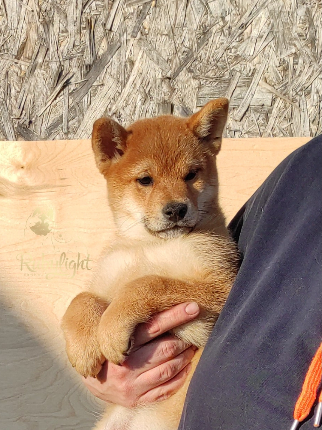 сиба питомник Рубилайт щенки на продажу rubylight  сиба щенки купить