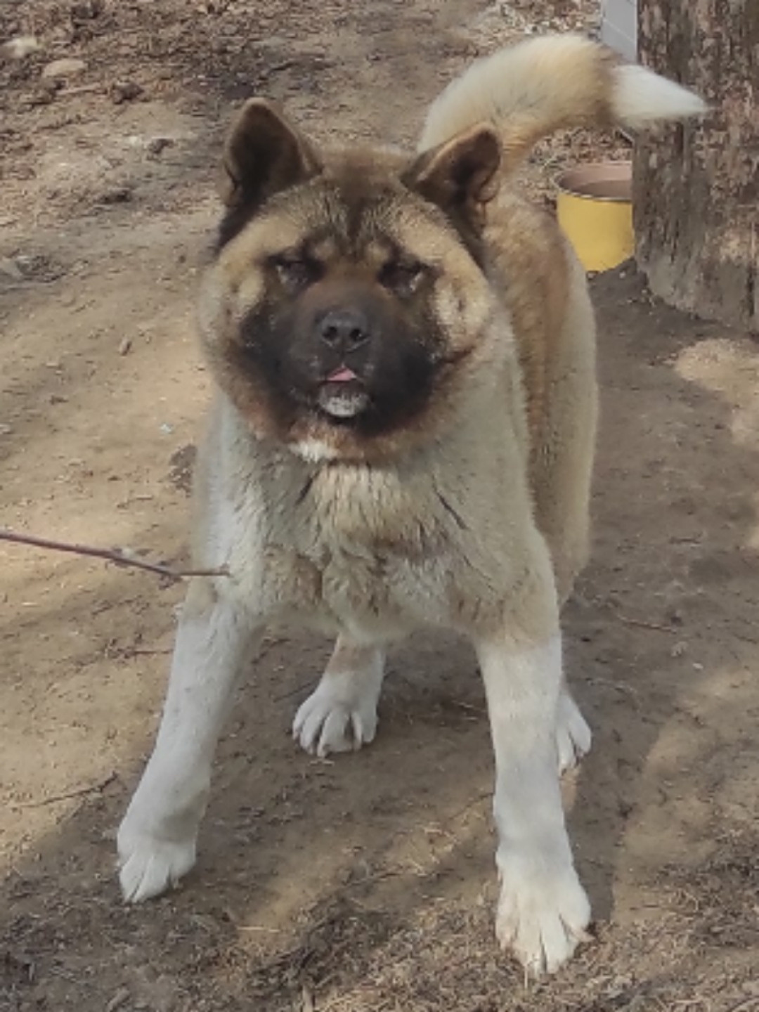 RUBYLIGHT MONICA * Моника , Американская акита Санкт-Петербург, питомник RUBYLIGHT