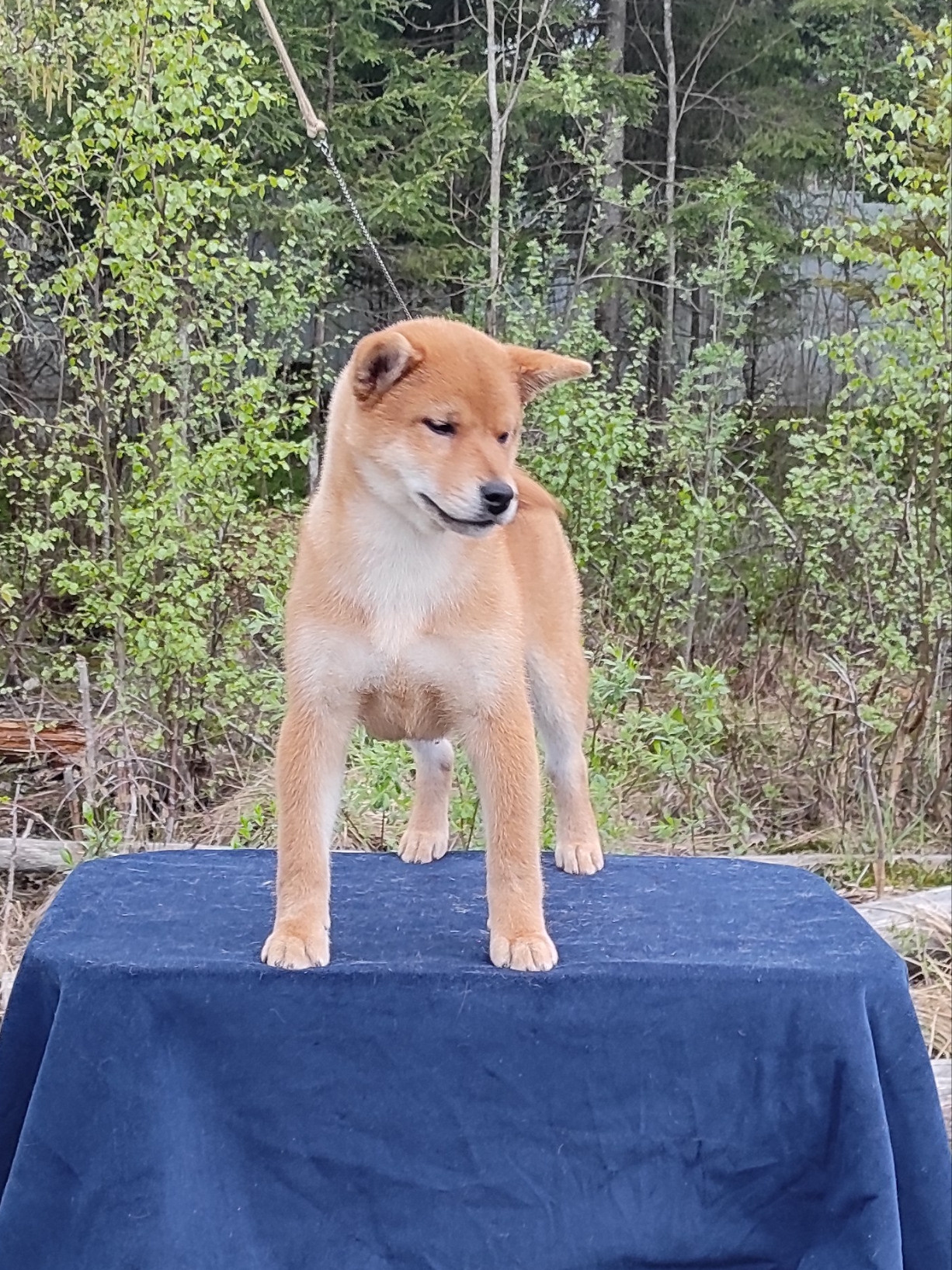 сиба питомник Рубилайт щенки на продажу rubylight  сиба щенки купить