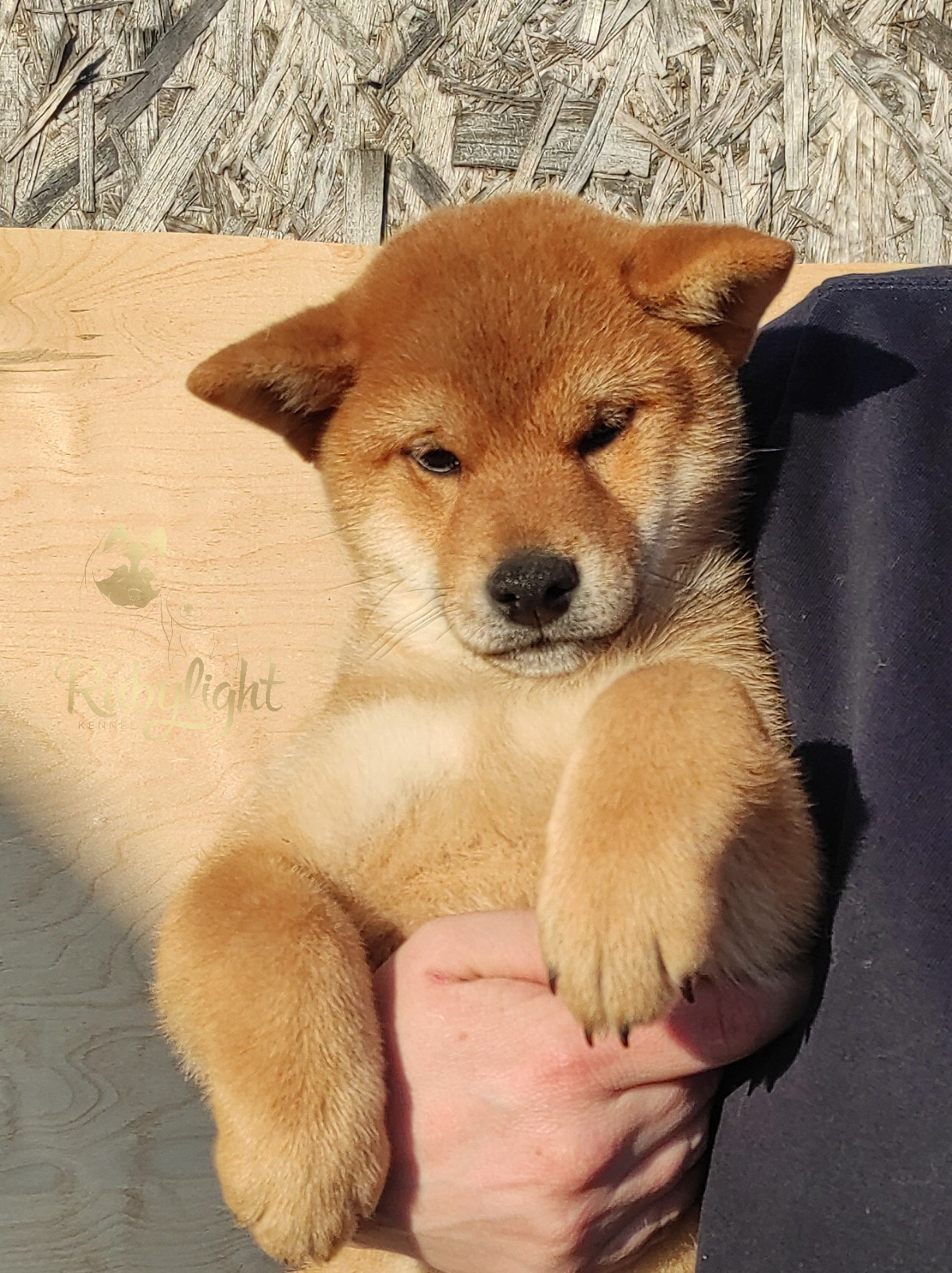 сиба питомник Рубилайт щенки на продажу rubylight  сиба щенки купить