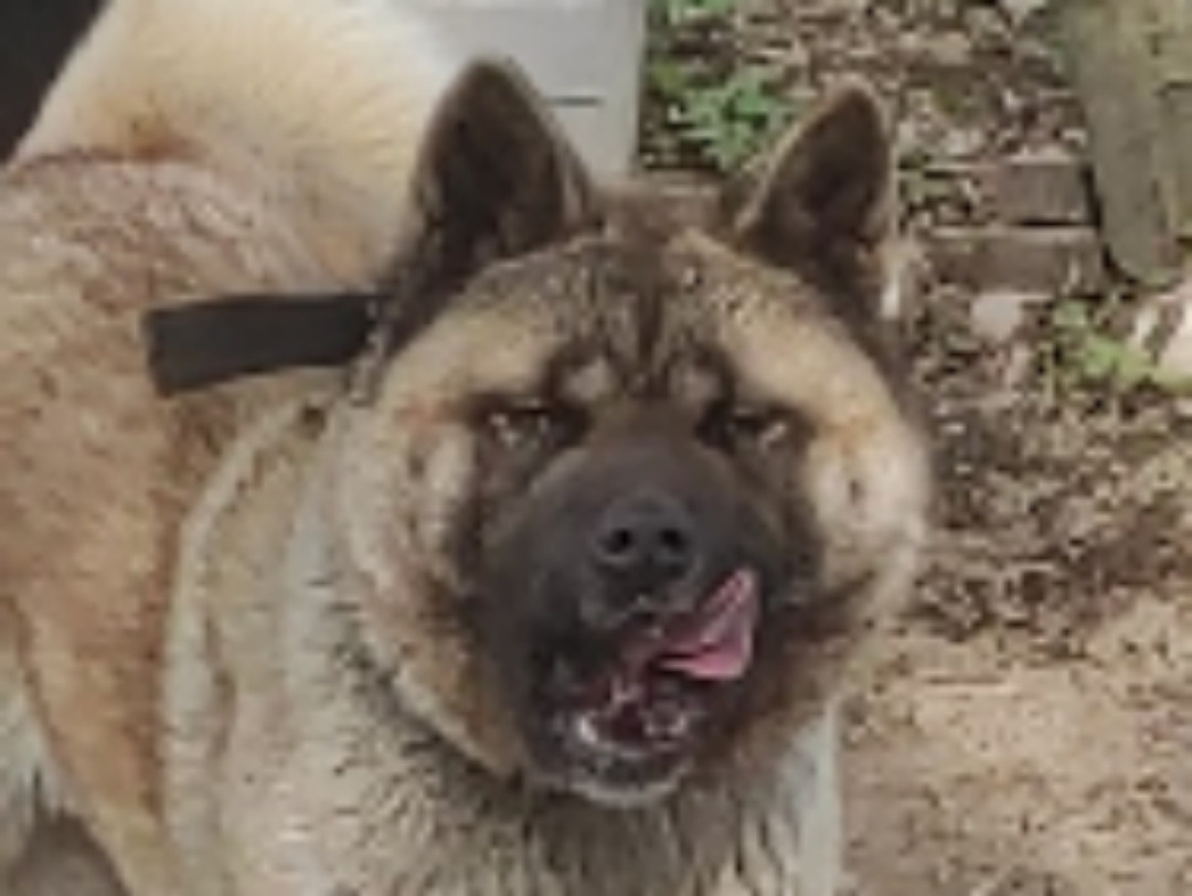 RUBYLIGHT MONICA * Моника , Американская акита Санкт-Петербург, питомник RUBYLIGHT