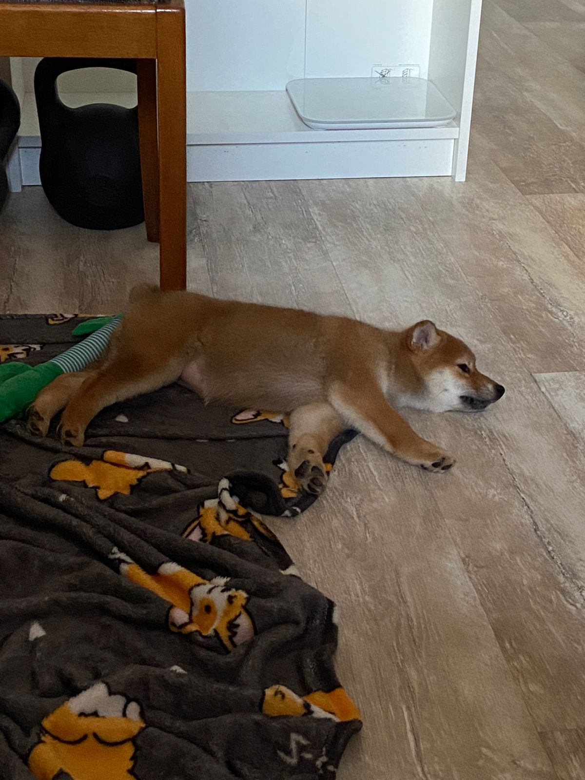 сиба питомник Рубилайт щенки на продажу rubylight  сиба щенки купить