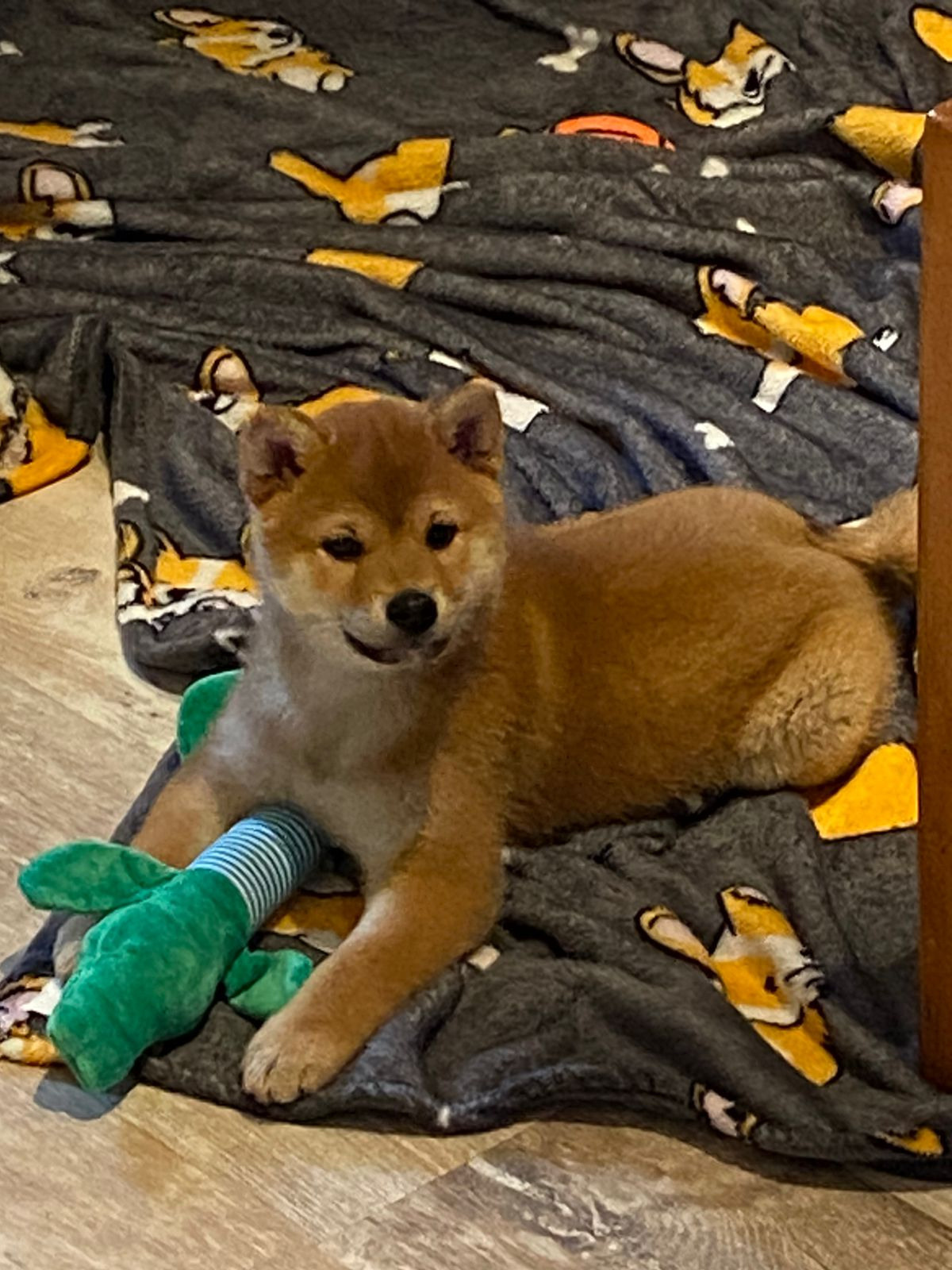 сиба питомник Рубилайт щенки на продажу rubylight  сиба щенки купить