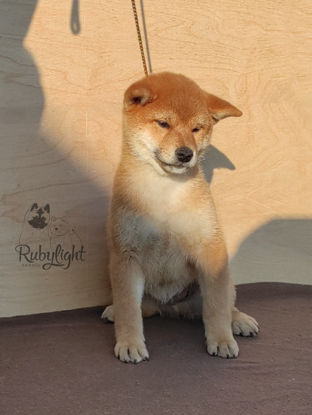 сиба питомник Рубилайт щенки на продажу rubylight  сиба щенки купить