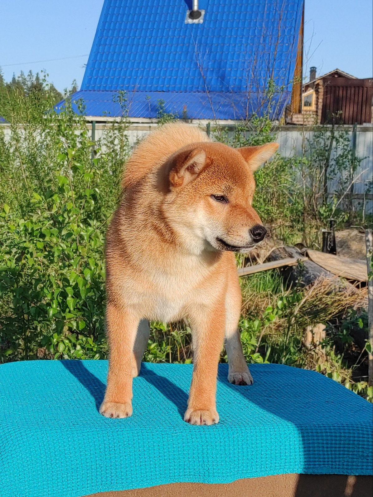 сиба питомник Рубилайт щенки на продажу rubylight  сиба щенки купить Шиба сиба-ину