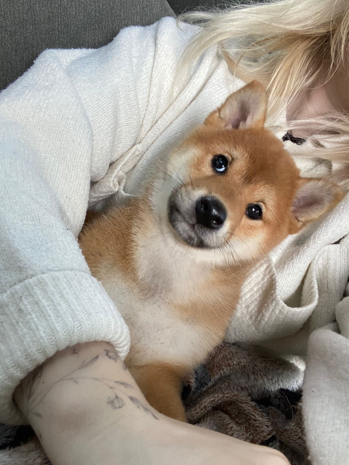 сиба питомник Рубилайт щенки на продажу rubylight  сиба щенки купить