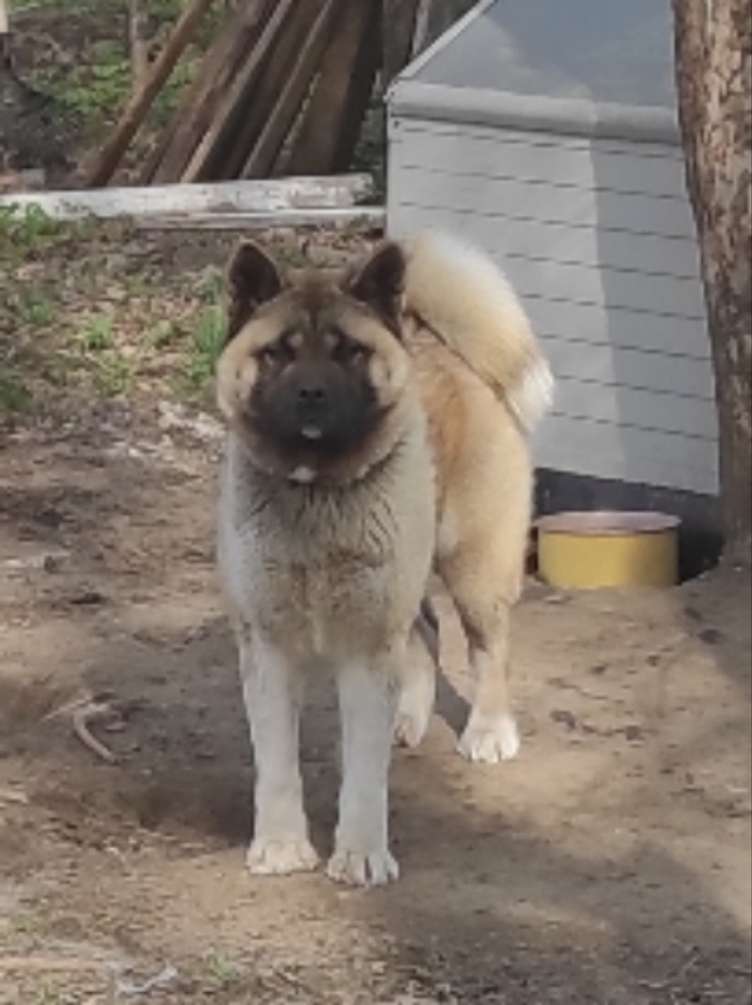 RUBYLIGHT MONICA * Моника , Американская акита Санкт-Петербург, питомник RUBYLIGHT