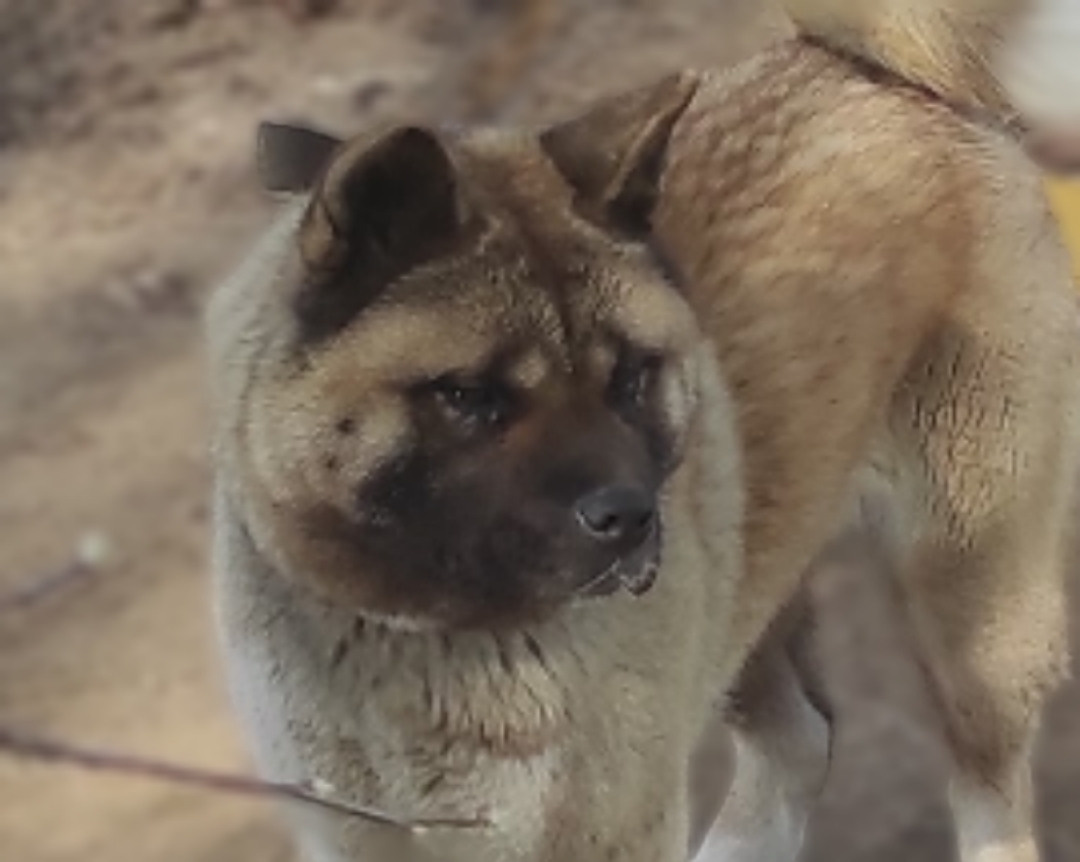 RUBYLIGHT MONICA * Моника , Американская акита Санкт-Петербург, питомник RUBYLIGHT