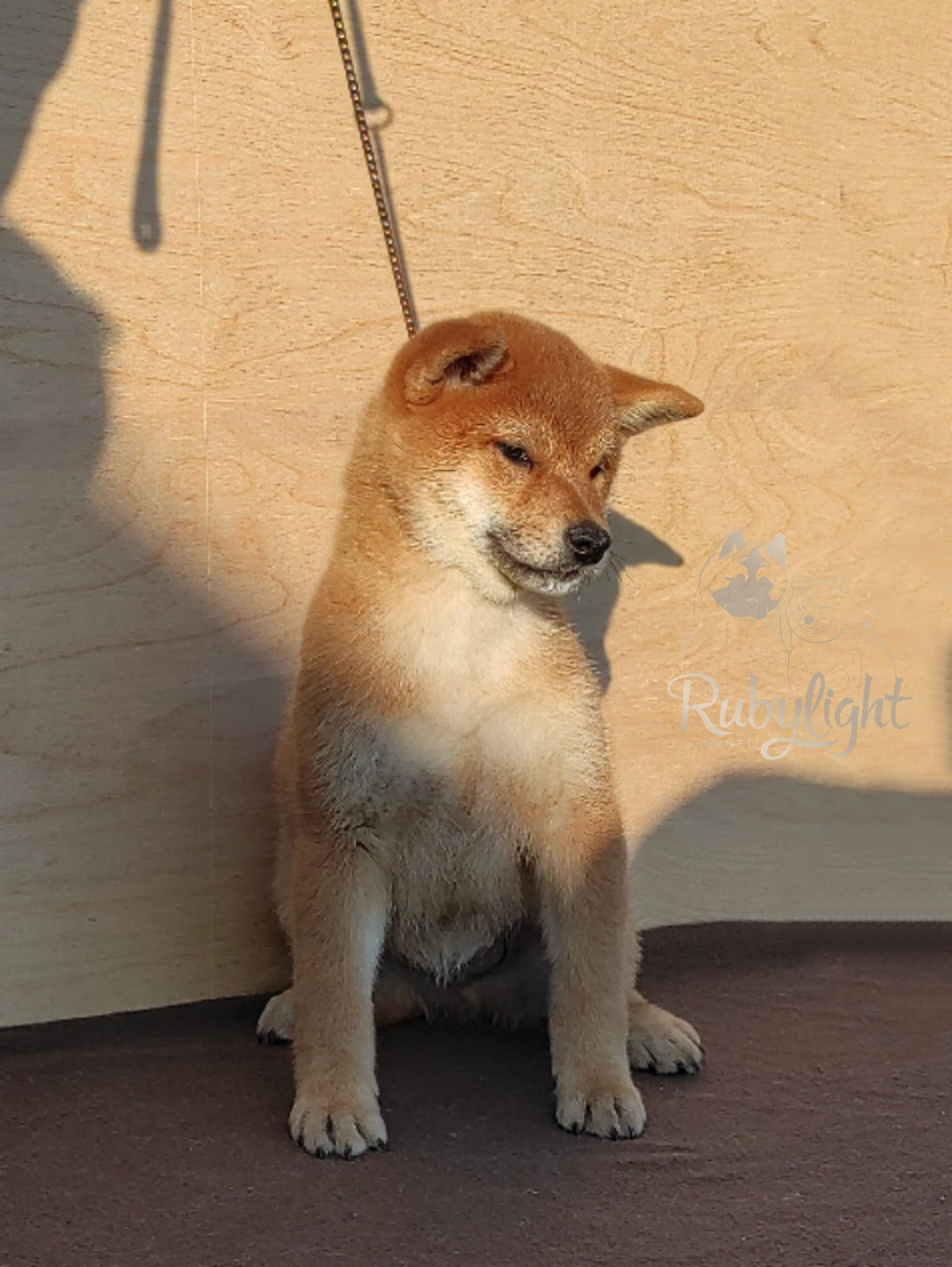 сиба питомник Рубилайт щенки на продажу rubylight  сиба щенки купить