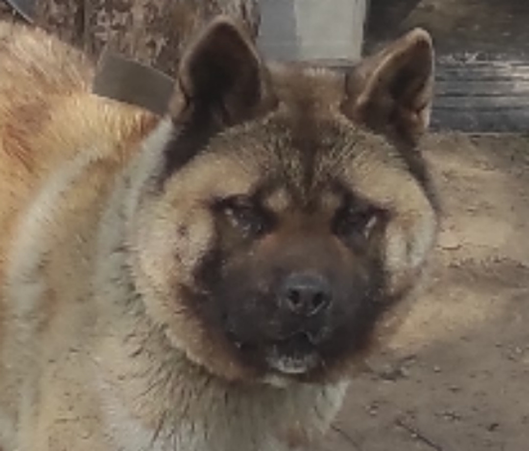 RUBYLIGHT MONICA * Моника , Американская акита Санкт-Петербург, питомник RUBYLIGHT