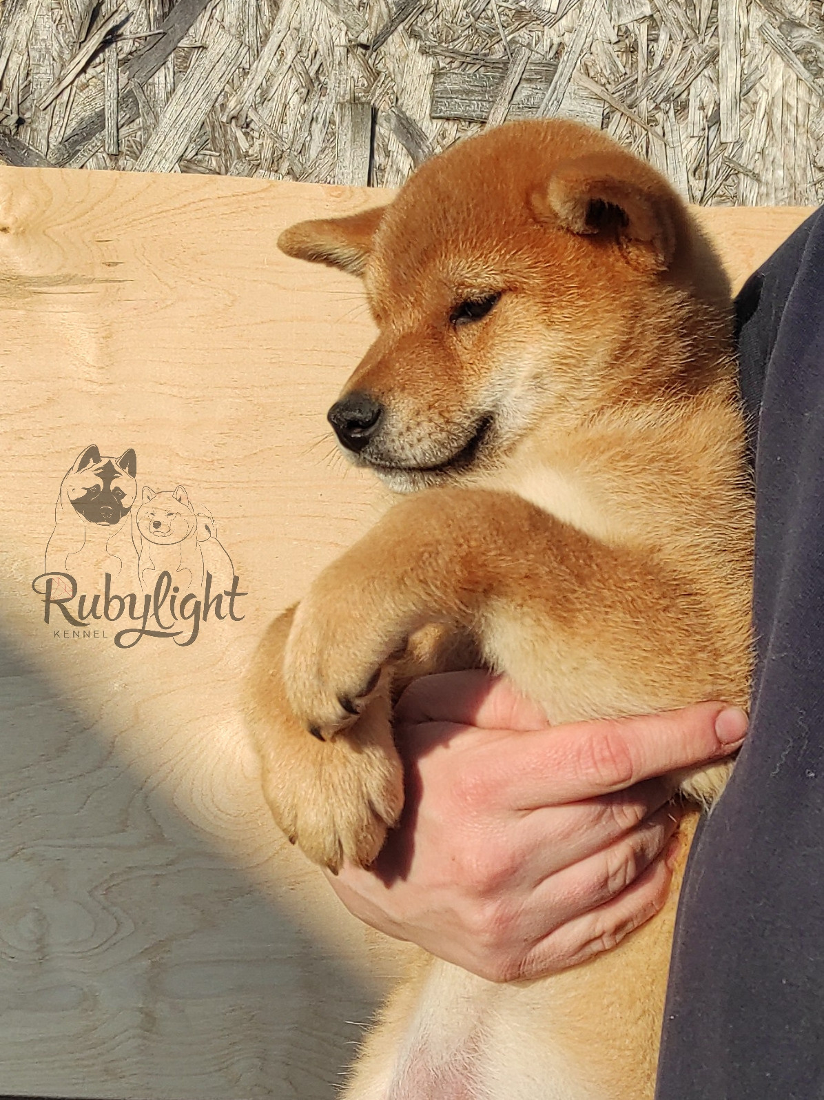 сиба питомник Рубилайт щенки на продажу rubylight  сиба щенки купить