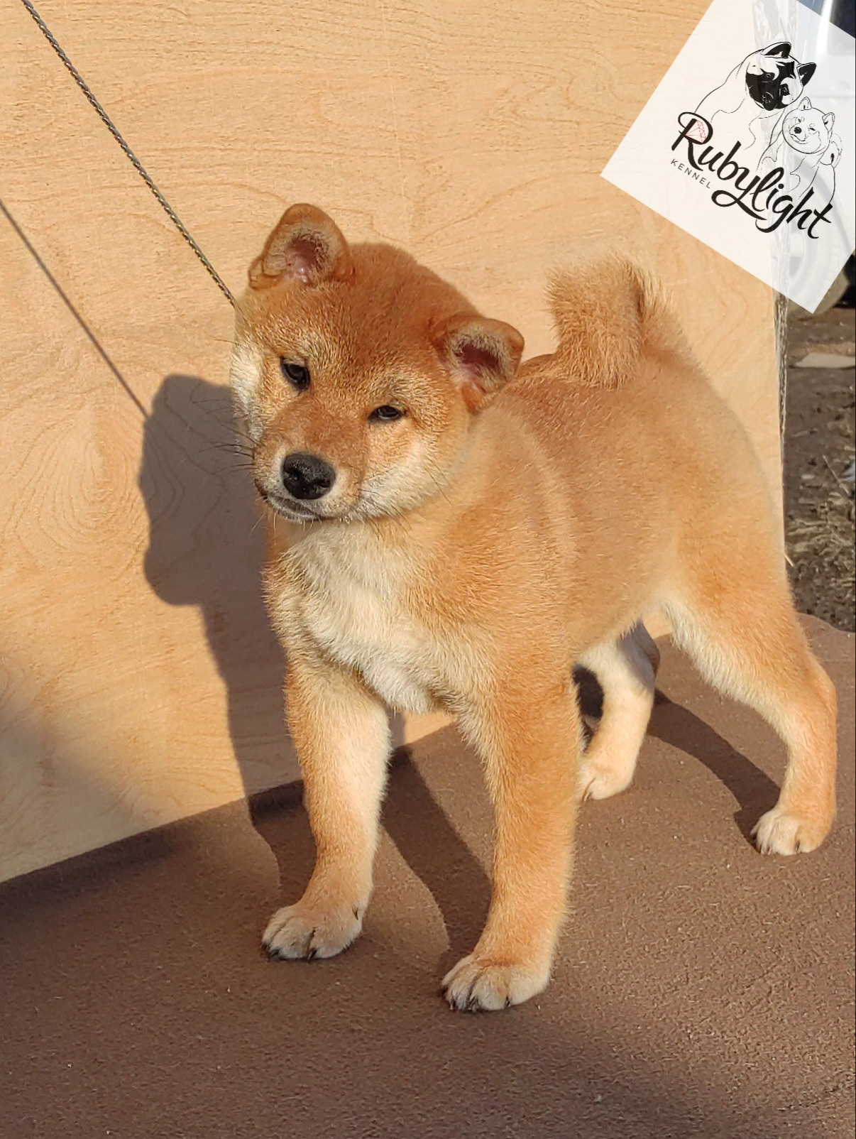 сиба питомник Рубилайт щенки на продажу rubylight  сиба щенки купить