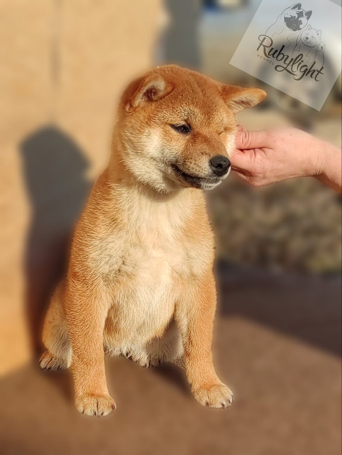 сиба питомник Рубилайт щенки на продажу rubylight  сиба щенки купить